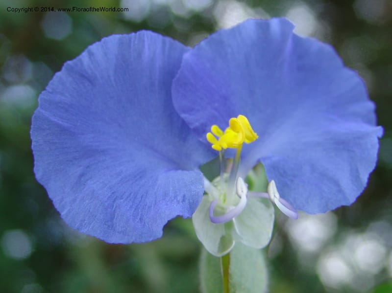 Commelina--TX. Johnson Wildflower Center. 13 Jun 04. 005 (2).jpg