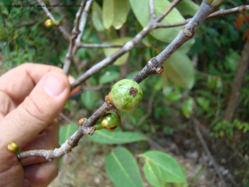 Garcinia neglecta, JMunzinger4668--N.Caled. Dumbea Dam in Dumbea Riv, S of Noumea. 11 Nov 07. 268.jpg