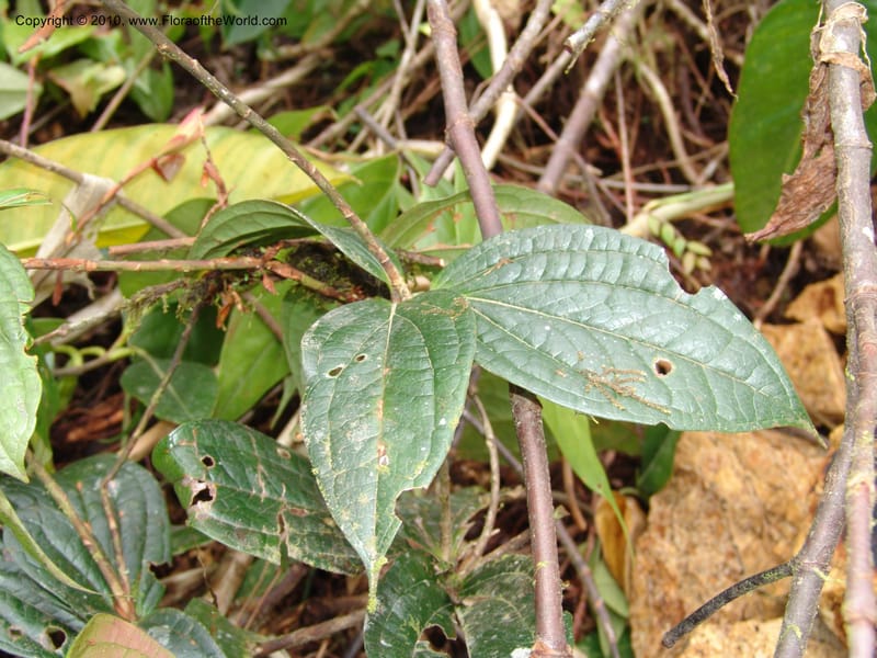 Plutarchia, Croat 96382--Ecuador. Prov. Pichincha. Pacto-Pto. Quito Rd.. 25 Mar 06. 115.jpg