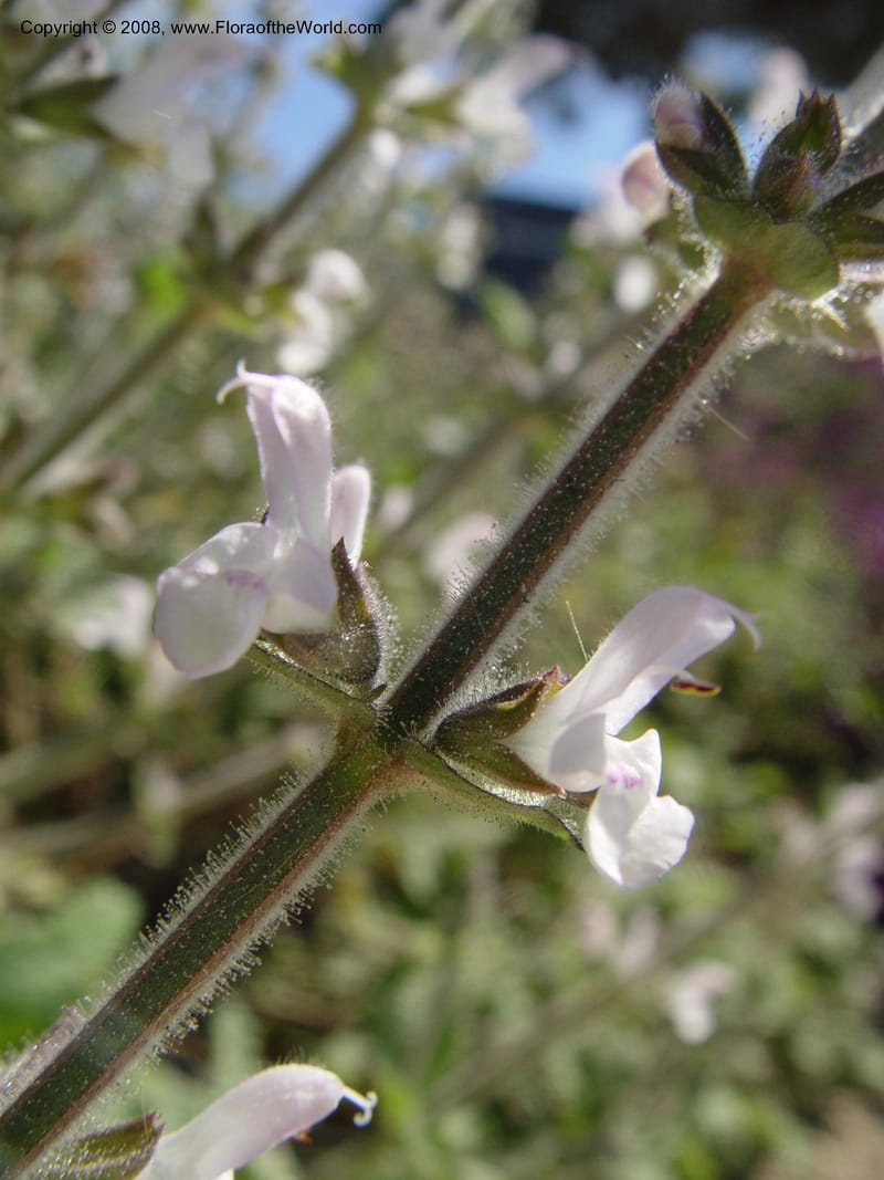 Salvia disermas, 2002.0096--Spain. Barcelona Botanic Garden. 19 Apr 04. 127.jpg