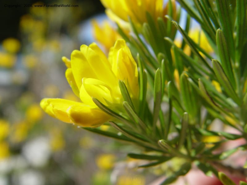 Genista linifolia, 2000.00026--Spain. Barcelona Botanic Garden. 19 Apr 04. 021.jpg