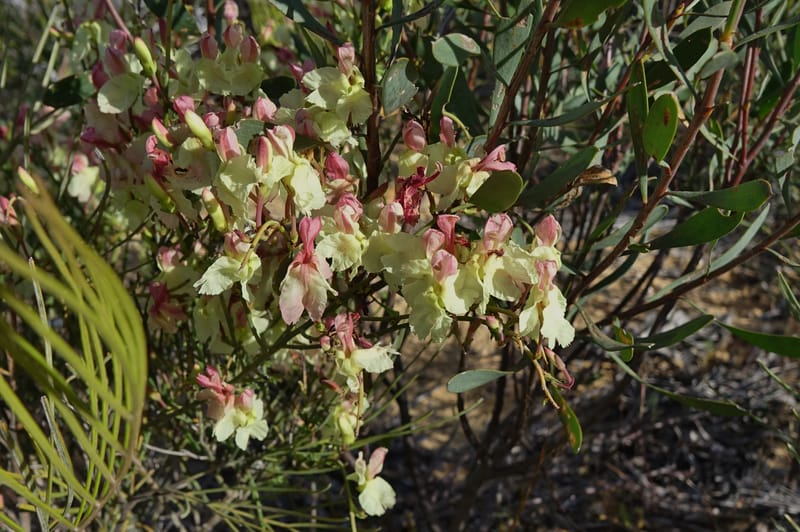 Leschenaultia linarioides, Davidson, C 13441--Australia. W.A. Mt. Adams Rd. 24 Oct 2016. DSC05357 (14).JPG