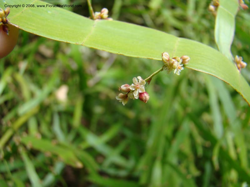 Homalocladium platycladium--Australia. Royal Botanic Garden, Melbourne. 19-20 Mch 08. 316.jpg