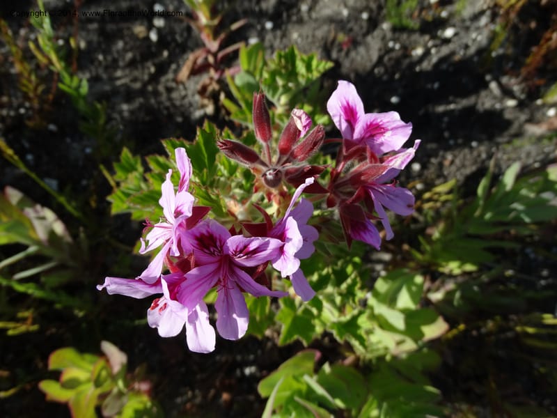 Pelargonium cucullatum, Davidson, C 12327--South Africa. Western Cape. E. side, Fernkloof. 24 Jan 2014. DSC01799 (339).JPG