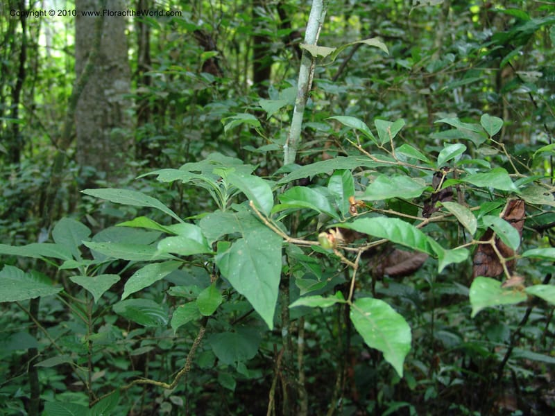Rinorea, Croat 96202--Ecuador. Edo. Guaya. Manglares Churute Ecol. Res. 21 Mar 06. 108 (5).jpg