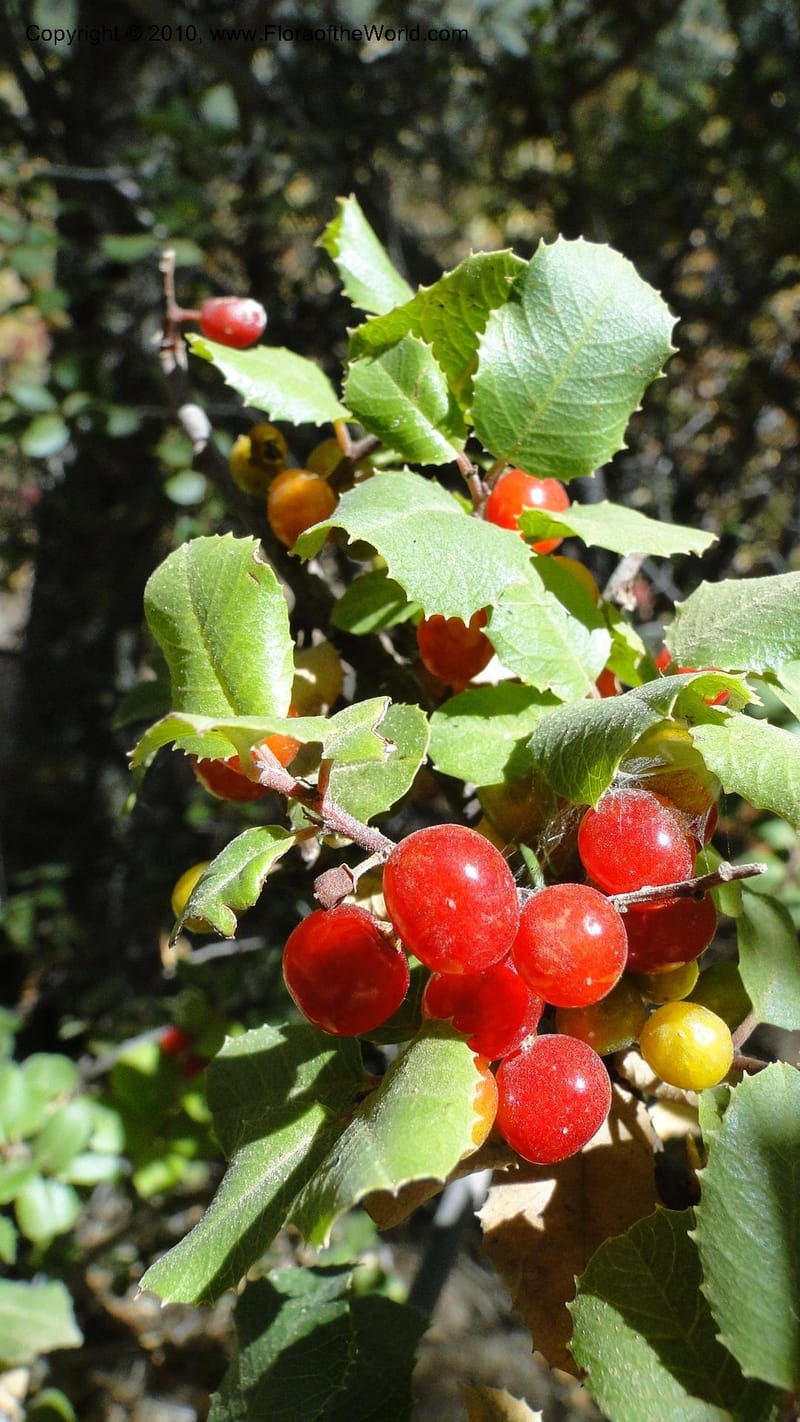 Rhamnus illicifolia, C. Davidson 11793--CA. Contra Costa Co. Mt. Diablo. Donner Canyon. 1 Sept 2010. 092 (75).jpg