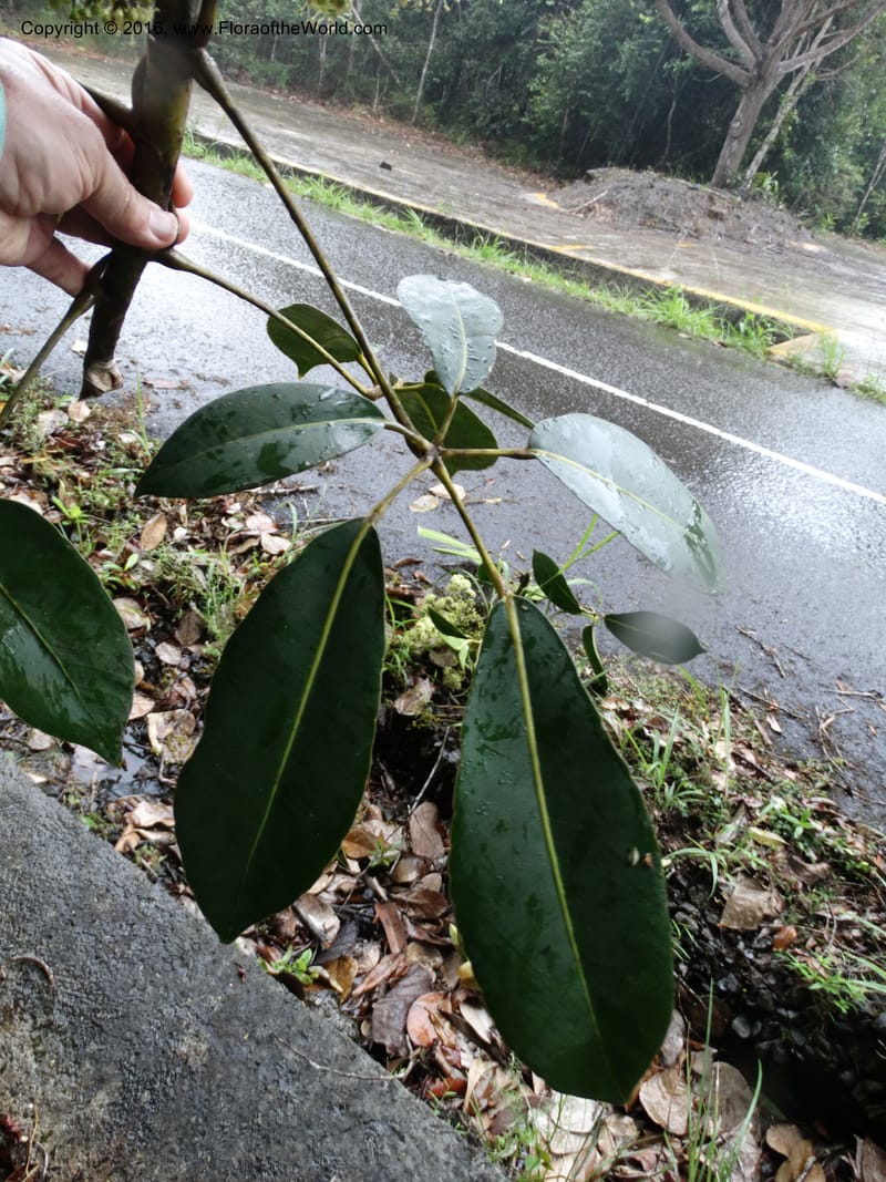 Schefflera, Davidson, C 12649--Sabah. G. Silam. 1 Oct 2014. DSC00937 (138).JPG