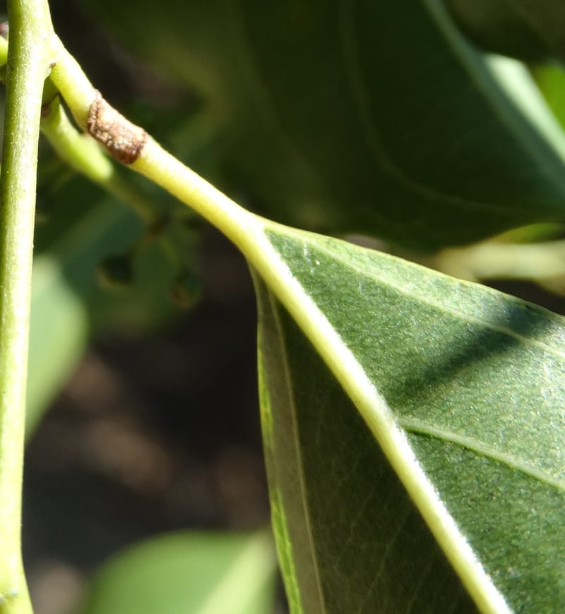 Ventilago, Bruy, D 114--New Caledonia. Tina. 10 Nov 2015. DSC00610 (142).JPG