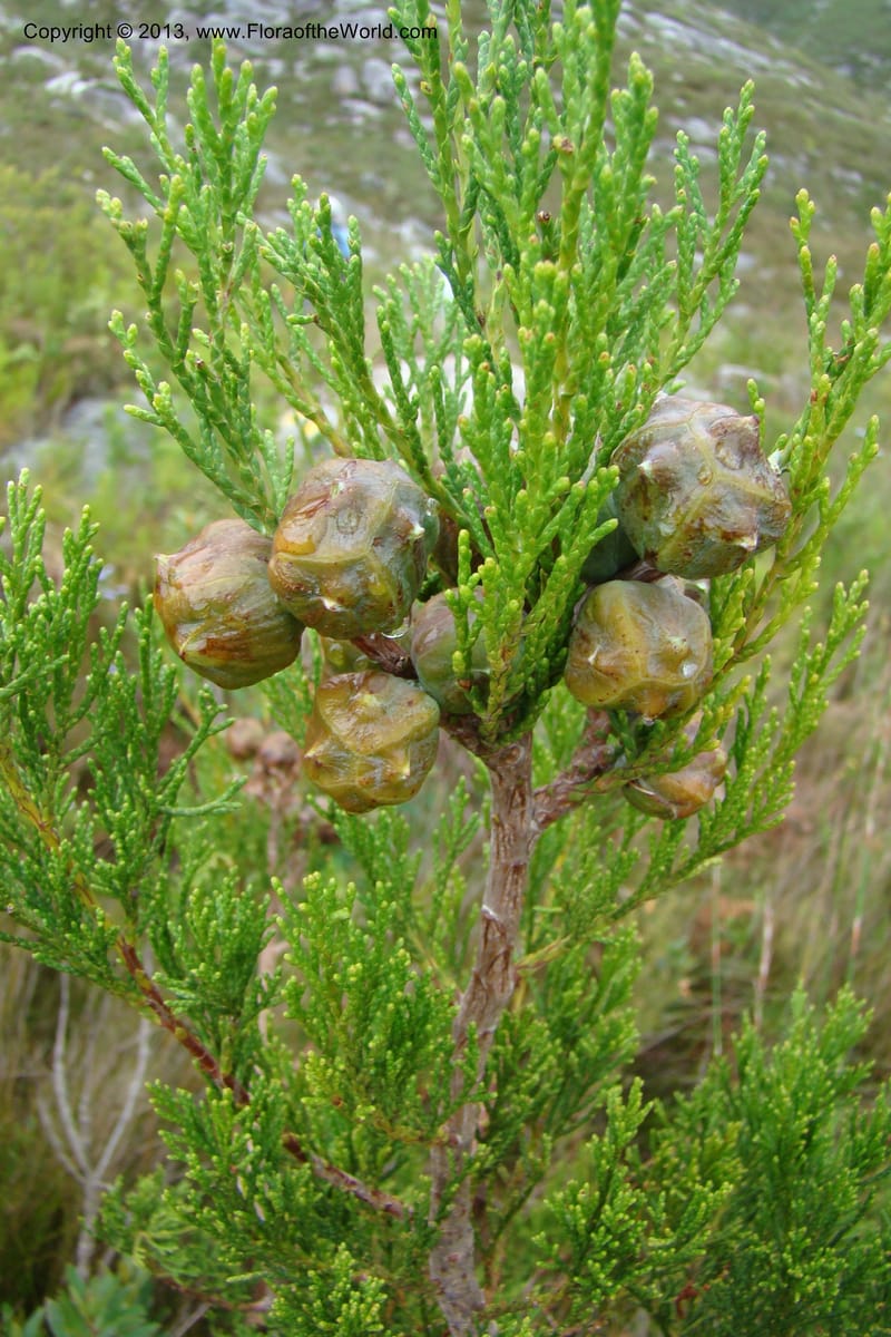 Widdringtonia nodiflora, C. Davidson 11500--South Africa. Marloth Nat. Res. Langeberg Mts. 22 Aug 09. 097 (10).jpg