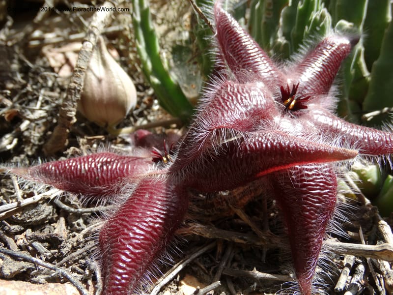 Stapelia hirsuta, Davidson, C 12254--South Africa. Western Cape. Swartberg Pass Rd. 19 Jan 2014. DSC00537 (23).JPG