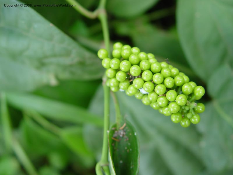 Piper guineense--Cameroon. Limbe Botanic Garden. 4 Dec 03. 104.jpg
