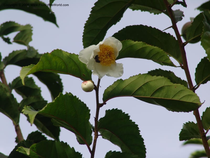 Oncoba spinosa--Kenya. Brooks Bond Tea Estate, Kericho. 10 Jul 04. 194.jpg
