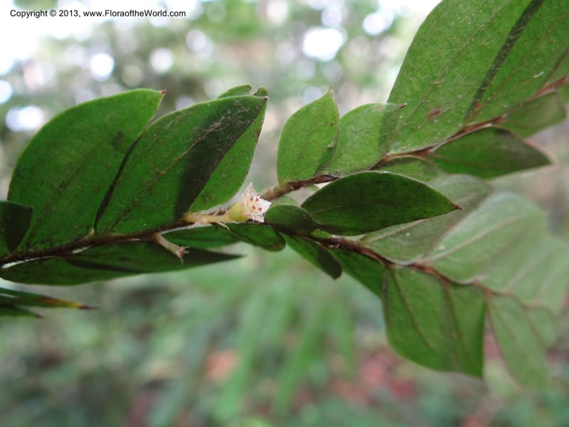 Anisophyllea disticha, San.153256--Malaysia, Sabah. Kebun Cina. 12 Apr 2012.  (18).JPG