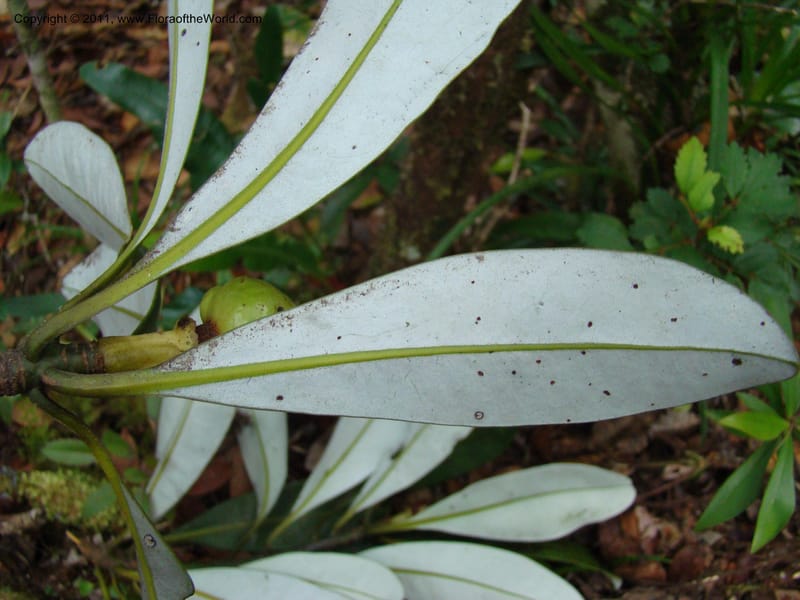Zygogynum, Munzinger, J 4845--New Caledonia, Dogny, 19 Nov 2007,  079 (7).jpg