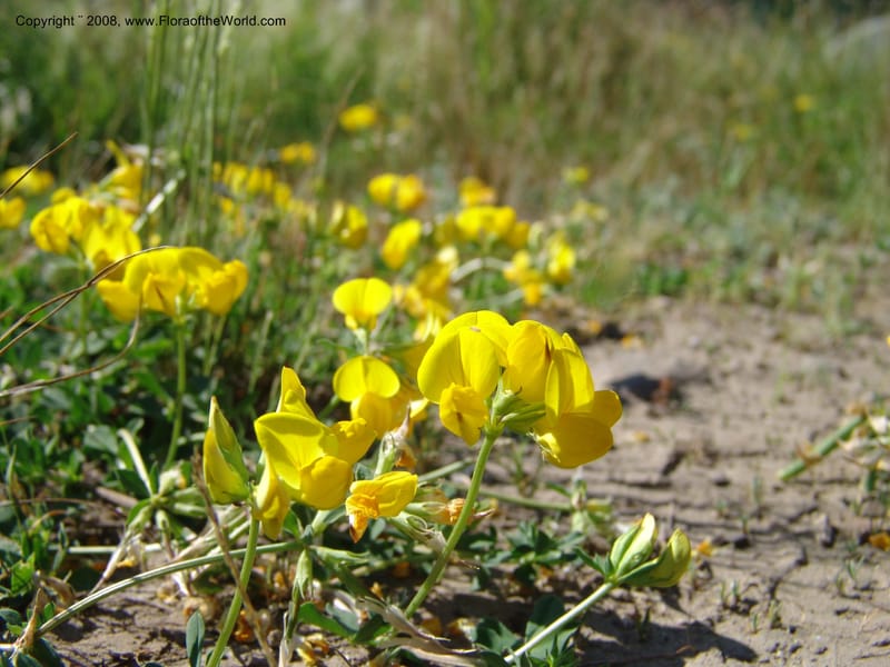 Lotus corniculatus, CDavidson10964--ID. Valley Co. For Serv Rd. 432, to Crestline Trail.  25 Jul 06. 004.jpg