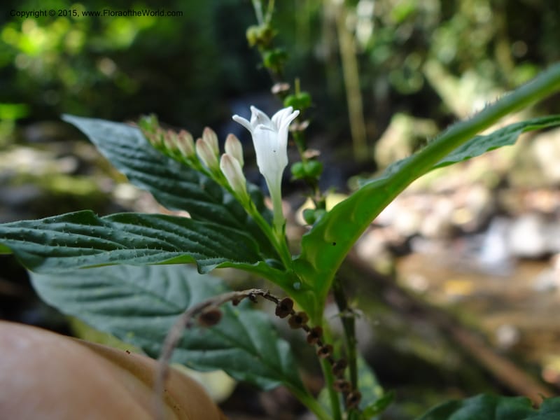 Spigelia humboldtiana, Hammel 26143--Costa Rica. Ranchos Tinamu, 2. 4 Mar 2012. DSC04132 (141).JPG