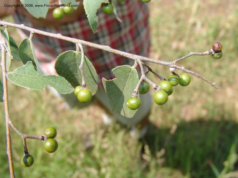 Grewia flava--So.Africa. Mpumal. S of Burgersfort. 16 Mch 05. 283.jpg