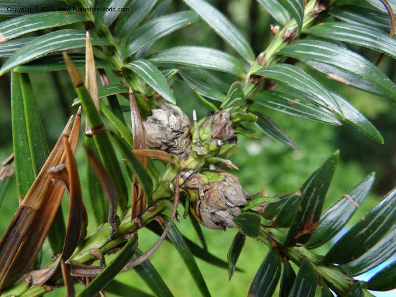 Cunninghamia lanceolata, Davidson, C 11976--China. Zhejiang Prov. Tian Mu Shan. 1 Jun 2012. DSC01264 (145).JPG