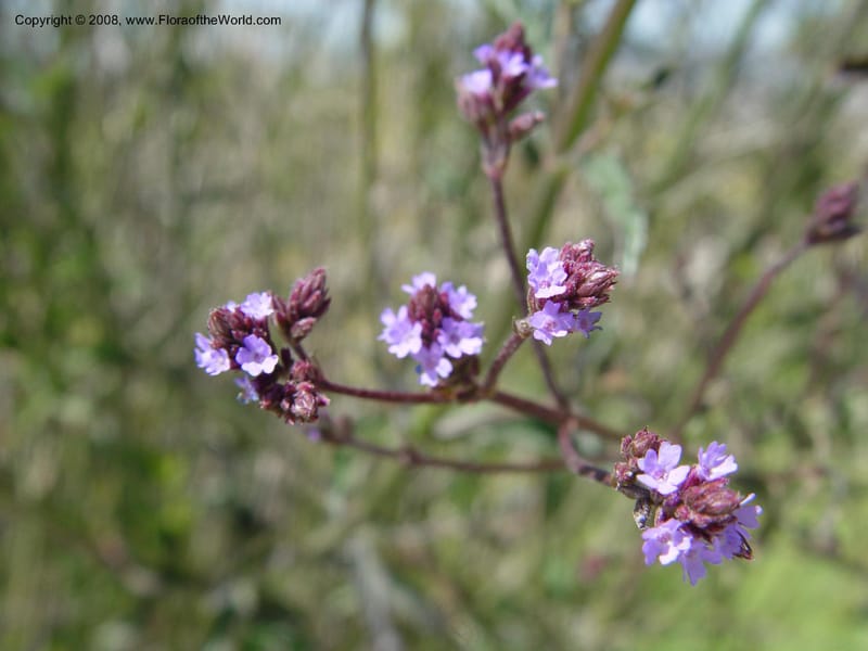 Verbena littoralis, 1999.01160--Spain. Barcelona Botanic Garden. 21 Apr 04. 166.jpg