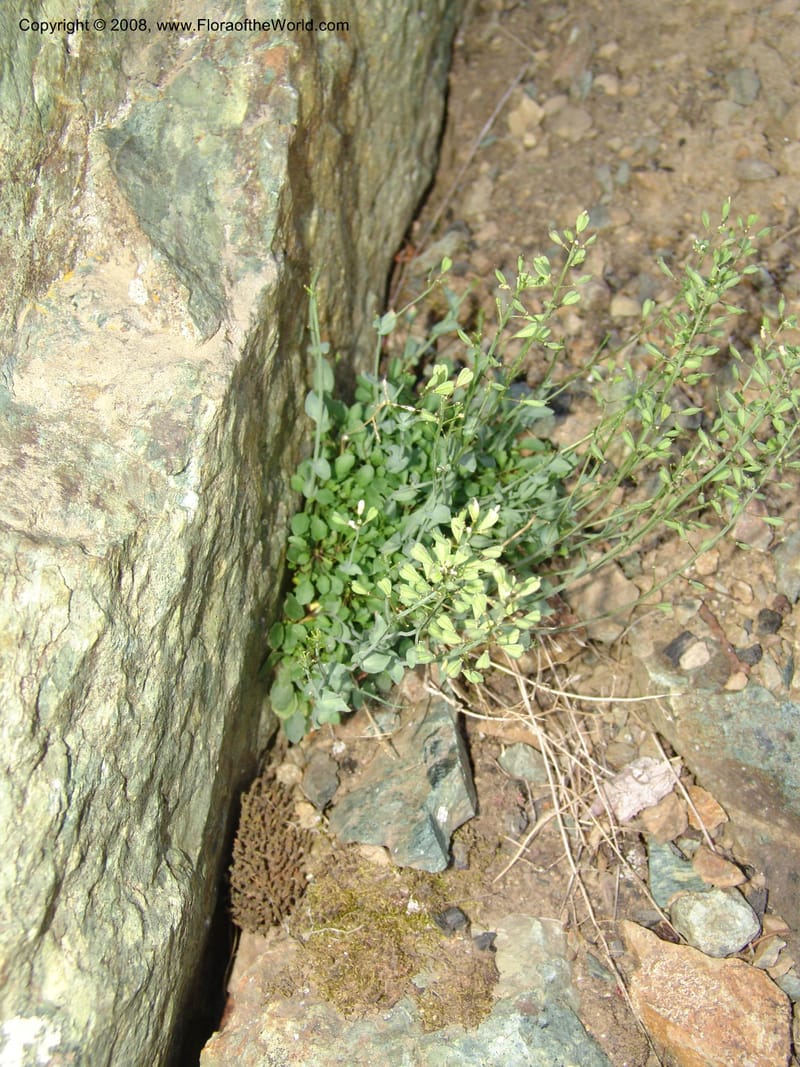 Thlaspi fendleri, CDavidson11131--Idaho Co. Hell's Can. Nat. Rec. Area. Heaven's Gate. 20 Jul 07. 091.jpg