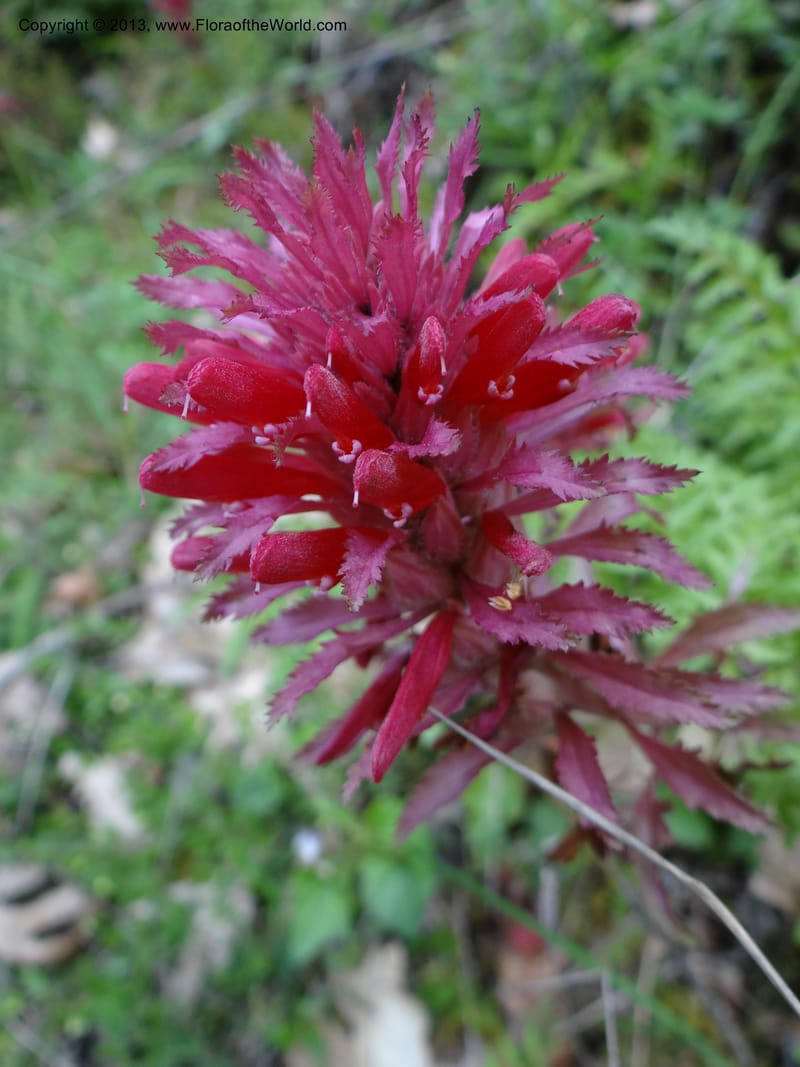 Pedicularis densiflora, Davidson, C 12118--Calif. Trinity Co. Hwy 299. 15 Apr 2013 (6).JPG