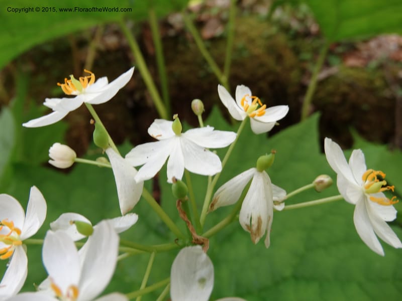 Diphylleia cymosa, Davidson, C 12981--North Carolina. Clay Co. Perry Gap Rd, Barnard's Cr. 13 May 2015. DSC04860 (13).JPG