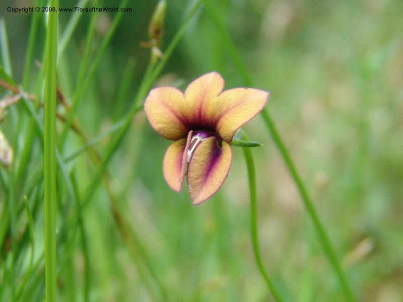 Monopsis scabra--So.Africa. E. Cape. Umtamvuna Nat. Res. 11 Mch 05. 234.jpg