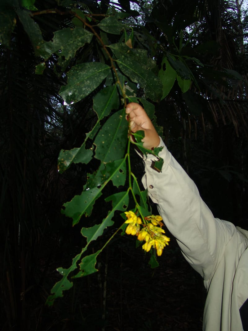 Ouratea, Farfan 684--Peru. Edo. Madre de Dios. ACEER Res. Ctr. 17 Oct 05. 030.jpg