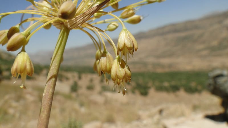 Allium chloranthum, A. G. Miller 132.3--Iraq. Kurdistan. Shakh-i Pira Magun. Gueza Khan. 11 June 2010. 114 (6).jpg