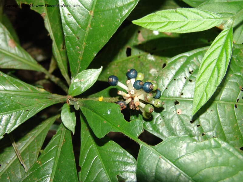 Psychotria, MLeal1164--Gabon. Prov. Og.-Iv. Res. Lope. Fougere Brulee. 19 Apr 06. 138.jpg