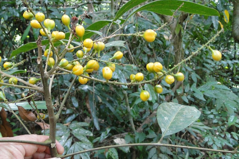 Aglaia, Regalado 1857--Viet Nam. Unknown mountain. 10 May 2011. 115 (18).jpg