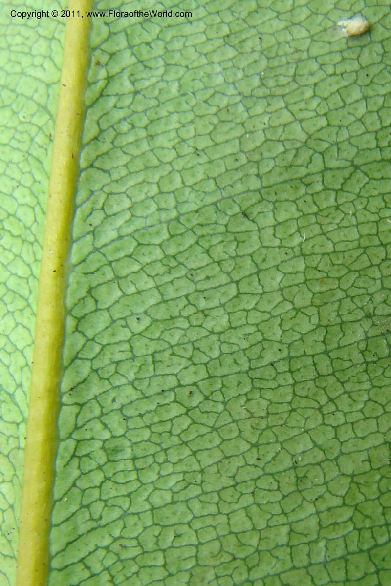 Mammea, M. Callmander 768--New Caledonia. Upper Tene River Valley. 19 Jan 2010. 377 (93).jpg