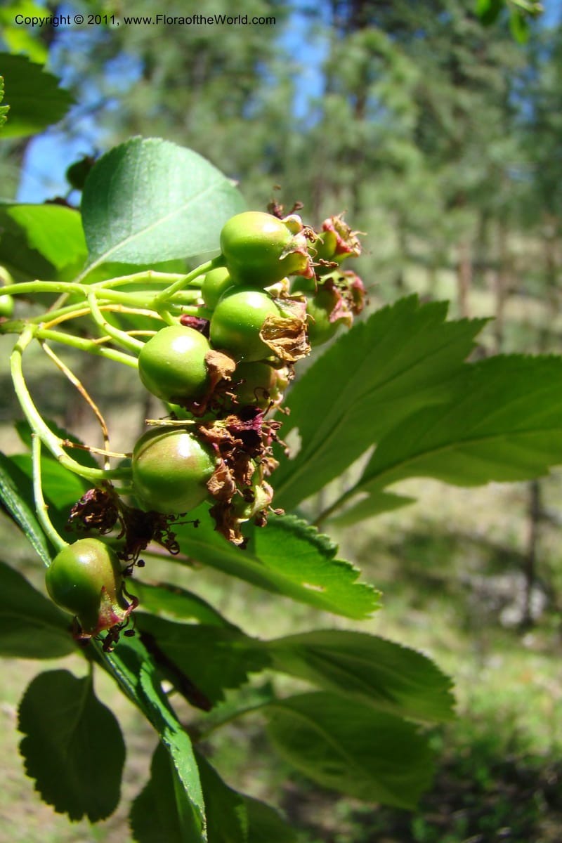 Crataegus douglasii, C. Davidson 11396--Idaho. Idaho Co. Salmon River. Shepp Ranch. 28 May 2009. 090.jpg