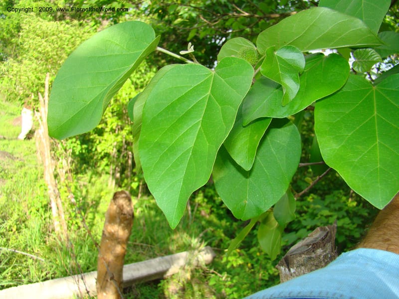 Croton, WDStevens27296--Nicaragua. Matagalpa. Kukamonga N of Esteli. 17 Jun 08. 144.jpg