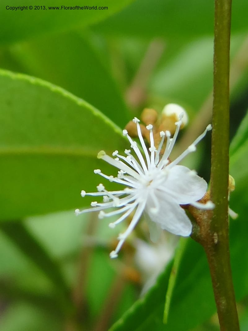 Symplocos, S.98876--Malaysia, Sarawak. Kubah Nat. Park. 28 Mar 2012. DSC05973 (141).JPG