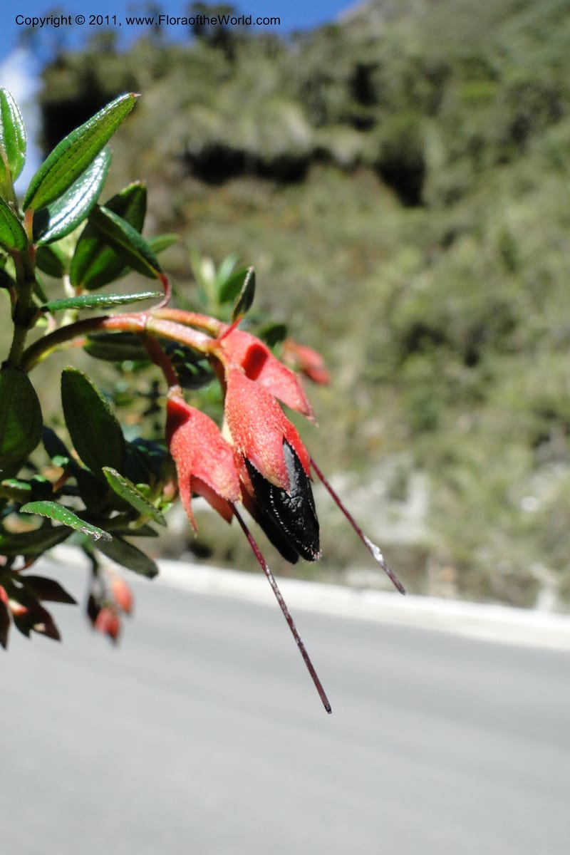 Brachyotum alpinum, Ulloa 2084--Ecuador. P. N. Sangay. 6 June 2011. 309 (8).jpg