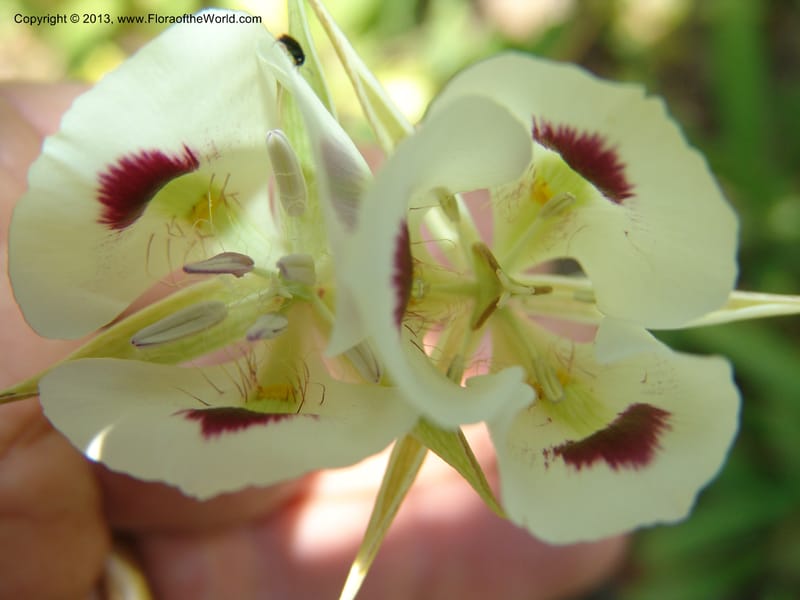 Calochortus eurycarpus, CDavidson11122--ID. Adams Co. For. Serv. Rd. 453, to Goose Lk. 20 Jul 07. 274.jpg