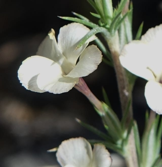 Leptodactylon pungens, C. Davidson 13670--ID. Hwy 20 W of Arco. Open basalt flow. 18 Jun 2017. DSC02519 (111).JPG