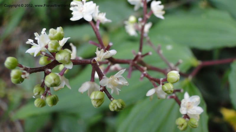 Maianthemum, J. Martinez Melendez 2197--MX. Chiapas. Tres Picos. 19 Sept 2010. 073 (1).jpg