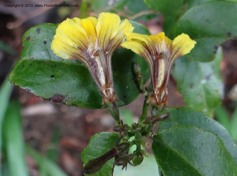 Scaevola enantophylla, Gray, B 9646-- Australia. Queensland. Mt. Lewis Rd., Mt. Lewis. 13 Nov 2013. DSC08352 (201).JPG