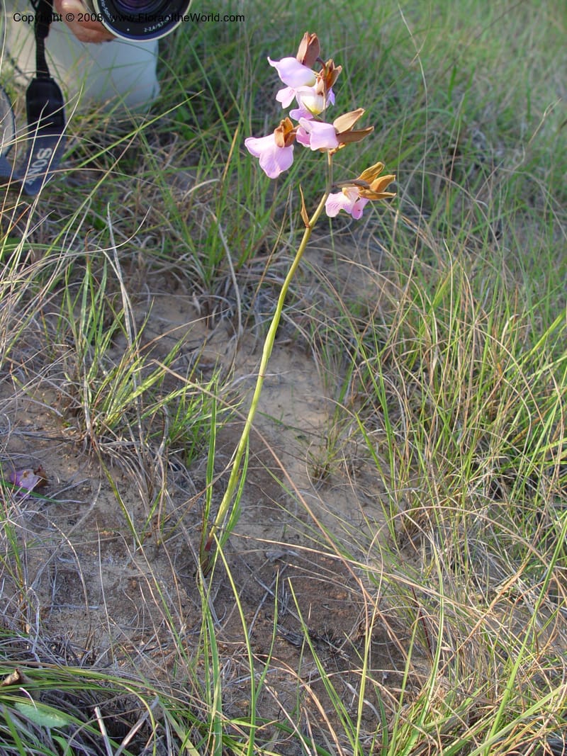 Eulophia cucullata--So. Africa. KwaZuluNatal.  Lake Sibaya Lodge.  30 Sep 03. 012.jpg
