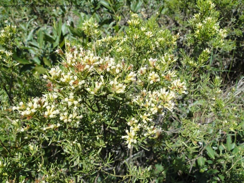Baccharis pseudotenuifolia, Stevens, W.D. 31064, Cerro Cora, 15 Mar 2011 1370 (7).JPG
