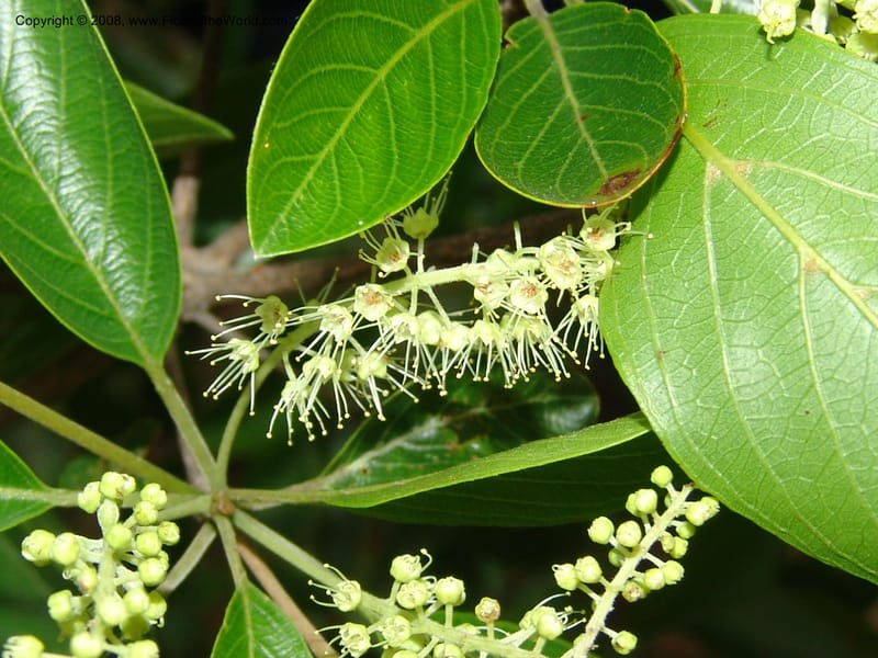 Terminalia tropophylla, Z.Rogers838--Madag. Prov. Tuliar. Parc Nat. Zombitse.  13 Jan 06.  136.jpg