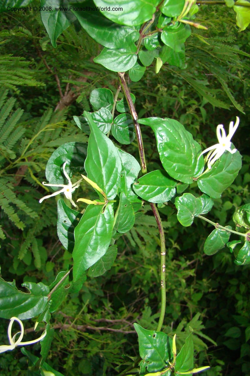 Jasminum streptopus, RGereau7007--Tanz. Mbeya Rural Distr. Pungaluma Hills. 23 Jan 08. 273.jpg