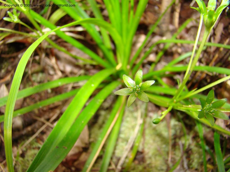 Campynemanthe, JMunzinger4843--New Caledonia. Plateau de Dogny. 19 Nov 07. 108.jpg