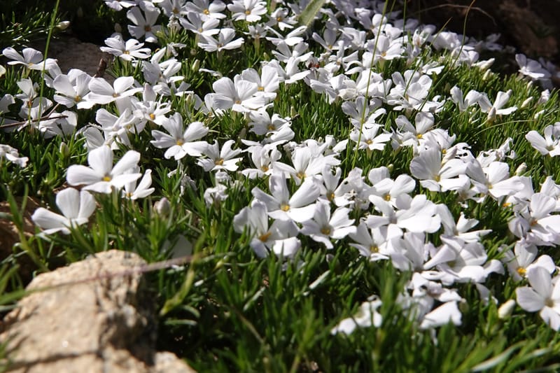 Phlox caespitosa, C. Davidson 13842--ID. Shoshone Co. Freezeout Rd. FR 301. 10 Jul 2018. DSC06582 (398).JPG