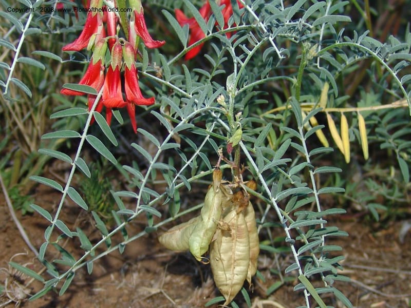 Sutherlandia montana--So.Africa. E. Cape. Joubert's Pass, SE of Lady Gray. 9 Mch 05. 295.jpg