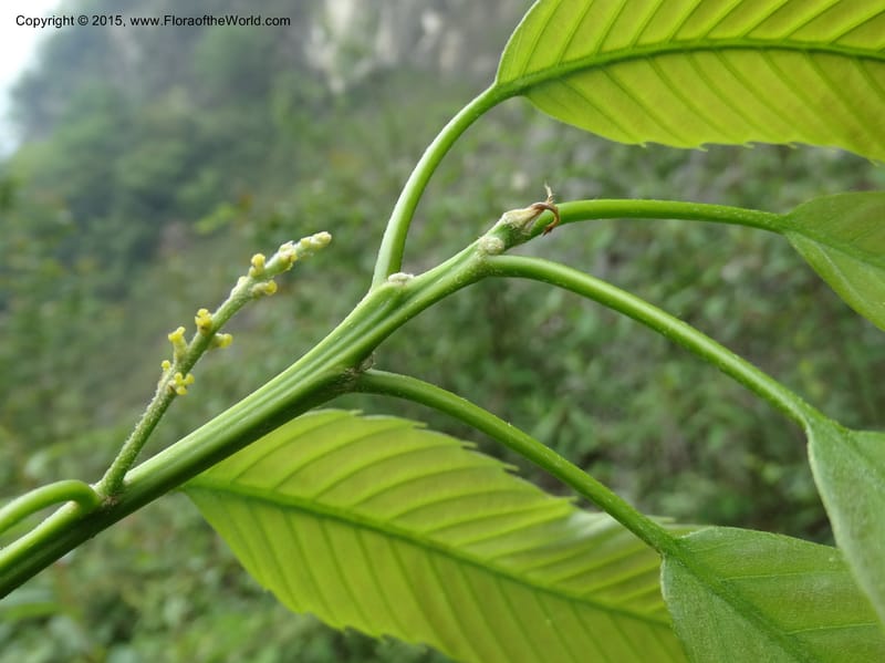 Quercus, Boufford, D 43691--China. Sichuan. LongDongZhen on Rd. to LeiYuan Shan. 13 May 2014. DSC05860 (261).JPG