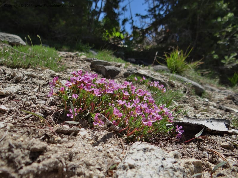Douglasia, Davidson, C 12194--ID. Boise Co. Scott Mtn. Lookout Road. 18 Jun 2013. DSC06609 (89).JPG