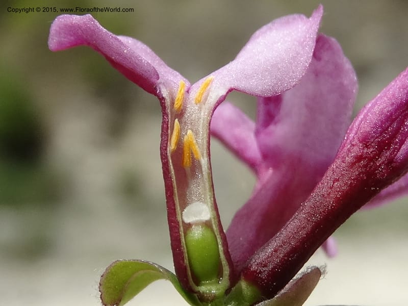 Daphne, Boufford, D 43616--China. Sichuan. ShaShiDuo. 8 May 2014. DSC04232 (50).JPG